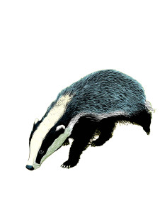 Cheerful Badger Walk Vinyl Car Decal Sticker – Waterproof & UV-Resistant 8"
