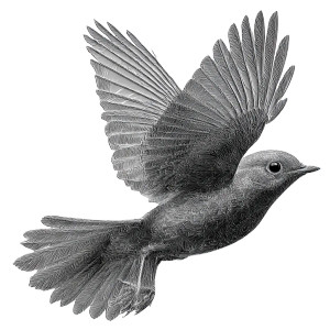 Soaring Robin Vinyl Car Decal Sticker – Waterproof & UV-Resistant 8"