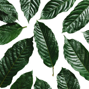 Fresh Cocoa Leaves Vinyl Car Decal Sticker – Waterproof & UV-Resistant 8" Fresh Cocoa Leaves Vinyl Car Decal Sticker – Waterproof & UV-Resistant 8"