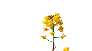 Rapeseed Flower Close-Up Vinyl Car Decal Sticker – Waterproof & UV-Resistant 8"