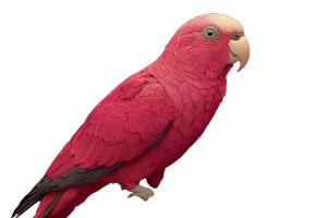 Pink Parrot Illustrations Vinyl Car Decal Sticker – Waterproof & UV-Resistant 8"