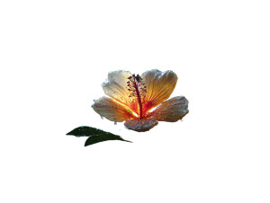 Nighttime Flower Vinyl Car Decal Sticker – Waterproof & UV-Resistant 8" Nighttime Flower Vinyl Car Decal Sticker – Waterproof & UV-Resistant 8"
