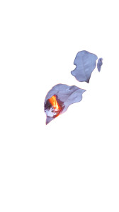 Dewy Leaf Close-Up Vinyl Car Decal Sticker – Waterproof & UV-Resistant 8"