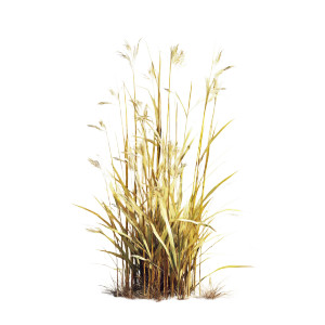 Withered Yellow Grass Vinyl Car Decal Sticker – Waterproof & UV-Resistant 8"