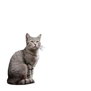 Neo-Tokyo Cats Vinyl Car Decal Sticker – Waterproof & UV-Resistant 8"