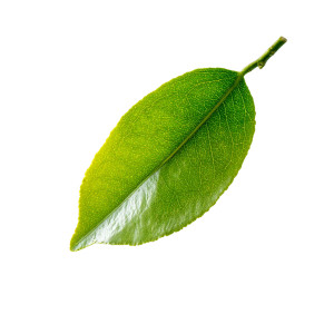 Fresh Yuzu Leaf Vinyl Car Decal Sticker – Waterproof & UV-Resistant 8"