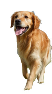 Smiling Golden Retriever V2 Vinyl Car Decal Sticker – Waterproof & UV-Resistant 8" Smiling Golden Retriever V2 Vinyl Car Decal Sticker – Waterproof & UV-Resistant 8"