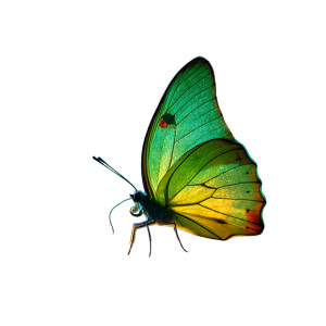 Green Butterfly Macro Vinyl Car Decal Sticker – Waterproof & UV-Resistant 8" Green Butterfly Macro Vinyl Car Decal Sticker – Waterproof & UV-Resistant 8"