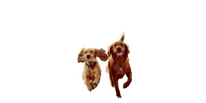 Happy Dogs Playing Vinyl Car Decal Sticker – Waterproof & UV-Resistant 8" Happy Dogs Playing Vinyl Car Decal Sticker – Waterproof & UV-Resistant 8"