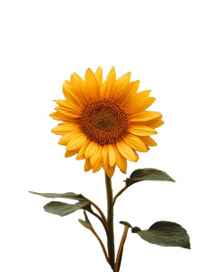Blooming Sunflower Close-Up Vinyl Car Decal Sticker – Waterproof & UV-Resistant 8" Blooming Sunflower Close-Up Vinyl Car Decal Sticker – Waterproof & UV-Resistant 8"