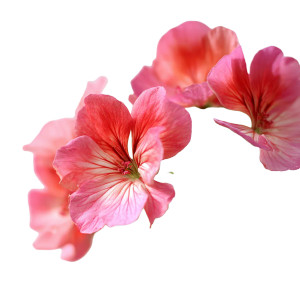 Geranium Flowers Vinyl Car Decal Sticker – Waterproof & UV-Resistant 8" Geranium Flowers Vinyl Car Decal Sticker – Waterproof & UV-Resistant 8"
