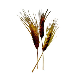 Ears Of Wheat Vinyl Car Decal Sticker – Waterproof & UV-Resistant 8" Ears Of Wheat Vinyl Car Decal Sticker – Waterproof & UV-Resistant 8"