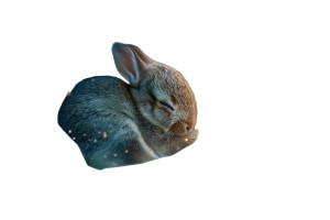 Magical Bunny Flower Vinyl Car Decal Sticker – Waterproof & UV-Resistant 8"