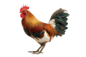 Colorful Rooster Vinyl Car Decal Sticker – Waterproof & UV-Resistant 8"