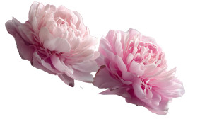 Pink Peonies Bloom Vinyl Car Decal Sticker – Waterproof & UV-Resistant 8" Pink Peonies Bloom Vinyl Car Decal Sticker – Waterproof & UV-Resistant 8"