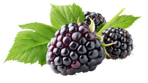 Blackberry Isolated Vinyl Car Decal Sticker – Waterproof & UV-Resistant 8" Blackberry Isolated Vinyl Car Decal Sticker – Waterproof & UV-Resistant 8"