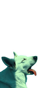 Yawning German Shepherd Vinyl Car Decal Sticker – Waterproof & UV-Resistant 8"