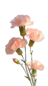 Pink Carnation Bouquet Vinyl Car Decal Sticker – Waterproof & UV-Resistant 8" Pink Carnation Bouquet Vinyl Car Decal Sticker – Waterproof & UV-Resistant 8"