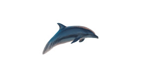 Leaping Dolphin Vinyl Car Decal Sticker – Waterproof & UV-Resistant 8"