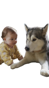 Baby And Malamute Vinyl Car Decal Sticker – Waterproof & UV-Resistant 8"