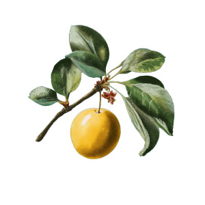 Mirabelle Plum Vinyl Car Decal Sticker – Waterproof & UV-Resistant 8"