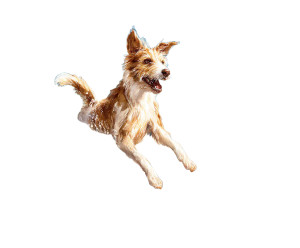 Joyful Wet Dog Vinyl Car Decal Sticker – Waterproof & UV-Resistant 8"