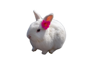 Adorable Bunny With Flower Vinyl Car Decal Sticker – Waterproof & UV-Resistant 8" Adorable Bunny With Flower Vinyl Car Decal Sticker – Waterproof & UV-Resistant 8"