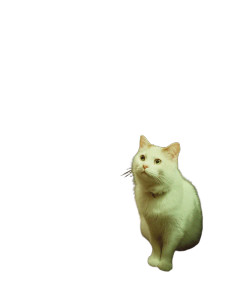 Mysterious White Cat Vinyl Car Decal Sticker – Waterproof & UV-Resistant 8"