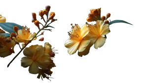 Yellow Flowers Closeup Vinyl Car Decal Sticker – Waterproof & UV-Resistant 8"