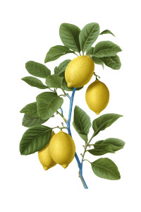 Sicilian Lemon Vinyl Car Decal Sticker – Waterproof & UV-Resistant 8"