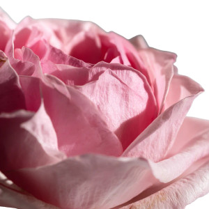 Pink Bulgarian Rose Vinyl Car Decal Sticker – Waterproof & UV-Resistant 8"