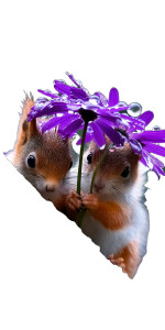 Squirrels With Flower Vinyl Car Decal Sticker – Waterproof & UV-Resistant 8"