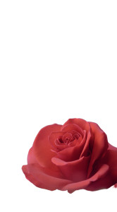 Romantic Red Rose Vinyl Car Decal Sticker – Waterproof & UV-Resistant 8" Romantic Red Rose Vinyl Car Decal Sticker – Waterproof & UV-Resistant 8"