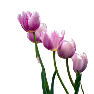 Pink Tulips Clearing Vinyl Car Decal Sticker – Waterproof & UV-Resistant 8"