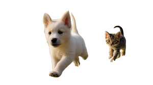 Playful Puppy And Kitten Vinyl Car Decal Sticker – Waterproof & UV-Resistant 8" Playful Puppy And Kitten Vinyl Car Decal Sticker – Waterproof & UV-Resistant 8"