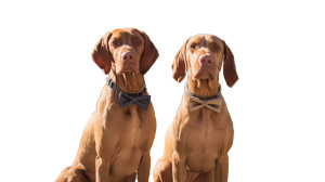 Elegant Vizsla Dogs Vinyl Car Decal Sticker – Waterproof & UV-Resistant 8"