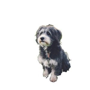 Dog In Park V2 Vinyl Car Decal Sticker – Waterproof & UV-Resistant 8"
