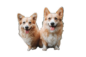 Cute Corgi Duo Vinyl Car Decal Sticker – Waterproof & UV-Resistant 8" Cute Corgi Duo Vinyl Car Decal Sticker – Waterproof & UV-Resistant 8"