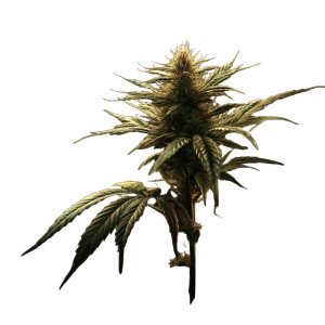Cannabis Plant Photo Vinyl Car Decal Sticker – Waterproof & UV-Resistant 8" Cannabis Plant Photo Vinyl Car Decal Sticker – Waterproof & UV-Resistant 8"