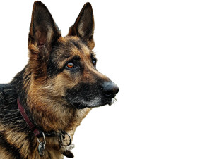 Intense German Shepherd Vinyl Car Decal Sticker – Waterproof & UV-Resistant 8"