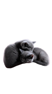 Whimsical Kitten Cuddle Vinyl Car Decal Sticker – Waterproof & UV-Resistant 8" Whimsical Kitten Cuddle Vinyl Car Decal Sticker – Waterproof & UV-Resistant 8"