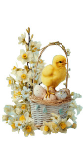 Easter Chick Basket V2 Vinyl Car Decal Sticker – Waterproof & UV-Resistant 8"