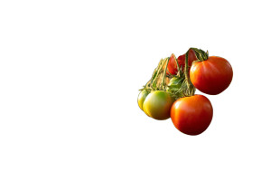 Healthy Tomato Plant Vinyl Car Decal Sticker – Waterproof & UV-Resistant 8"