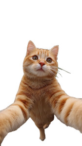 Cat Selfie Wall Vinyl Car Decal Sticker – Waterproof & UV-Resistant 8"