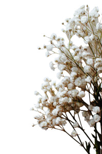 Baby'S Breath Flowers Vinyl Car Decal Sticker – Waterproof & UV-Resistant 8"