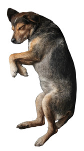 Sleeping Dog Vinyl Car Decal Sticker – Waterproof & UV-Resistant 8"