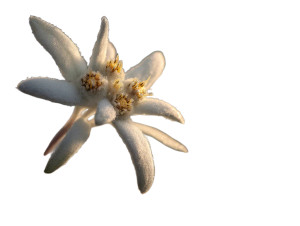 Frosty Edelweiss Macro Vinyl Car Decal Sticker – Waterproof & UV-Resistant 8"