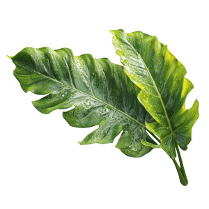 Green Plant Leaf Vinyl Car Decal Sticker – Waterproof & UV-Resistant 8" Green Plant Leaf Vinyl Car Decal Sticker – Waterproof & UV-Resistant 8"