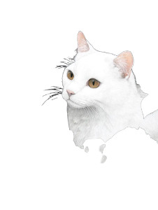 White Cat Roses Vinyl Car Decal Sticker – Waterproof & UV-Resistant 8" White Cat Roses Vinyl Car Decal Sticker – Waterproof & UV-Resistant 8"