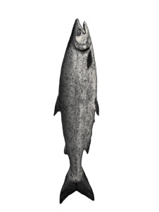 King Salmon Scene Vinyl Car Decal Sticker – Waterproof & UV-Resistant 8"